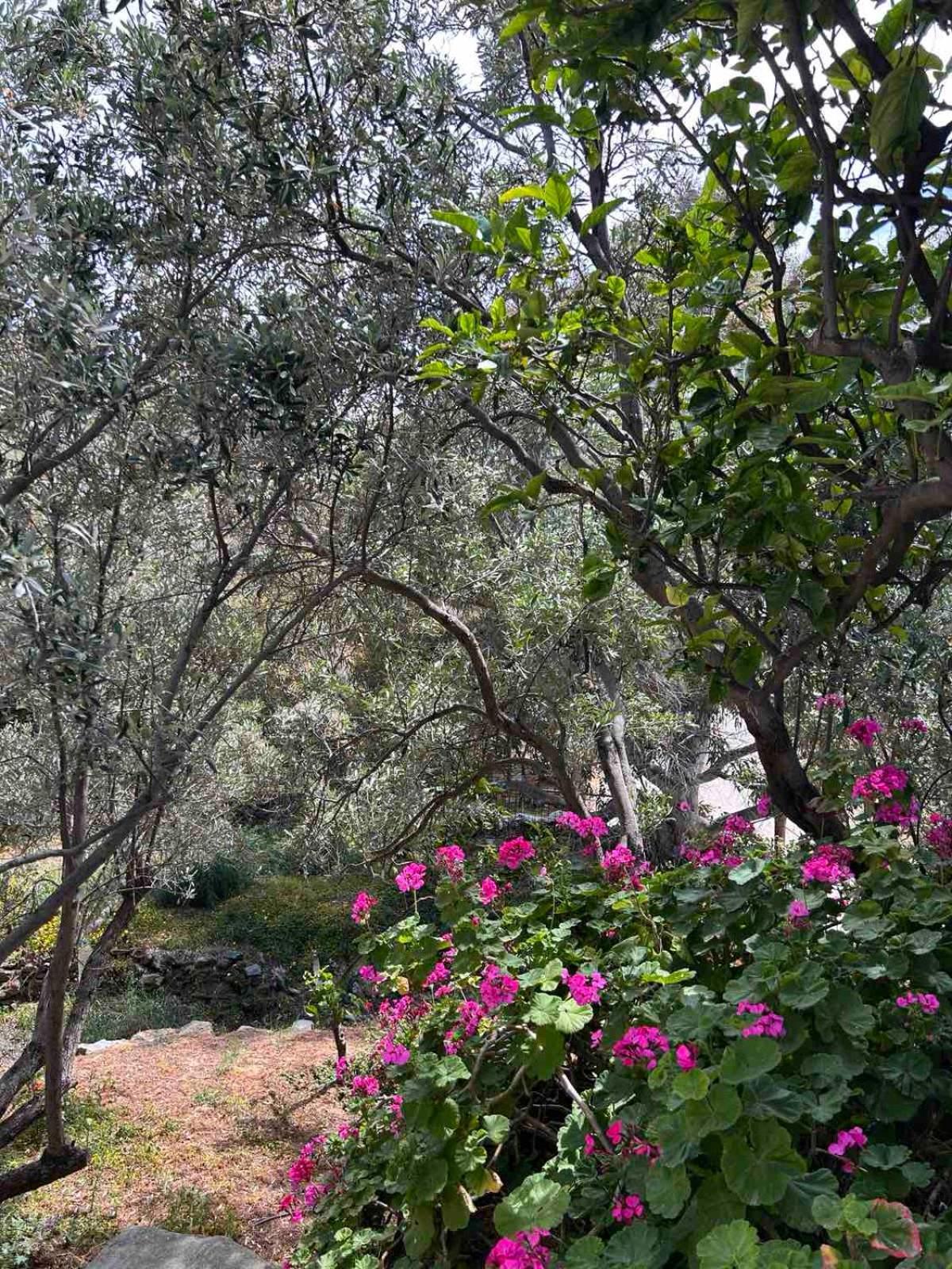 Grandpa Simos' Traditional Guest House Agios Romanos 외부 사진